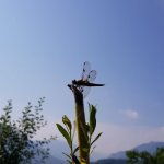Wildbienengarten